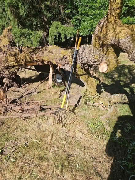 Photo of free Willow tree (Center) #1