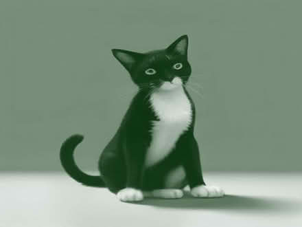 Photo of free Large model of black and white cat sitting upriight (Prenton CH42) #1