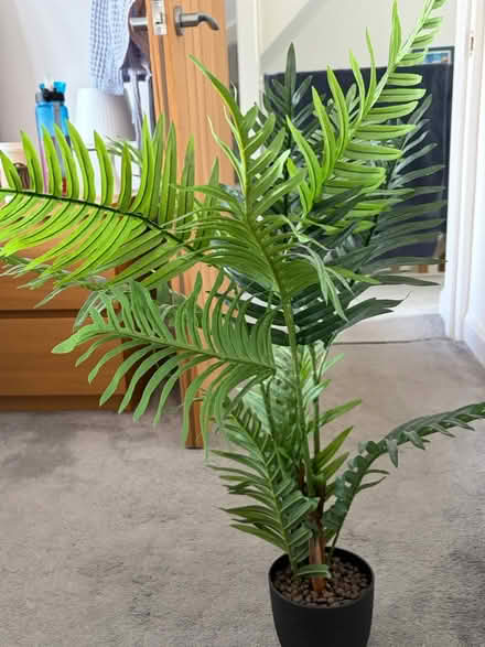 Photo of free Fake plant (Coventry CV6) #1