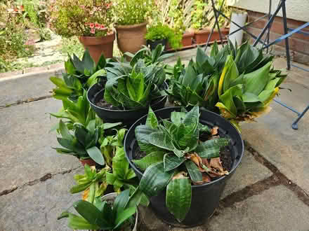 Photo of free House Plants (Street BA16) #1