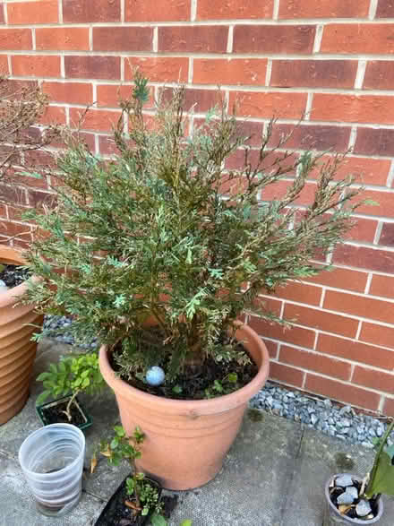 Photo of free a pot grown fir trees (L7) #3