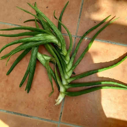 Photo of free Aloe Vera Leaves (Low Fell NE9) #1
