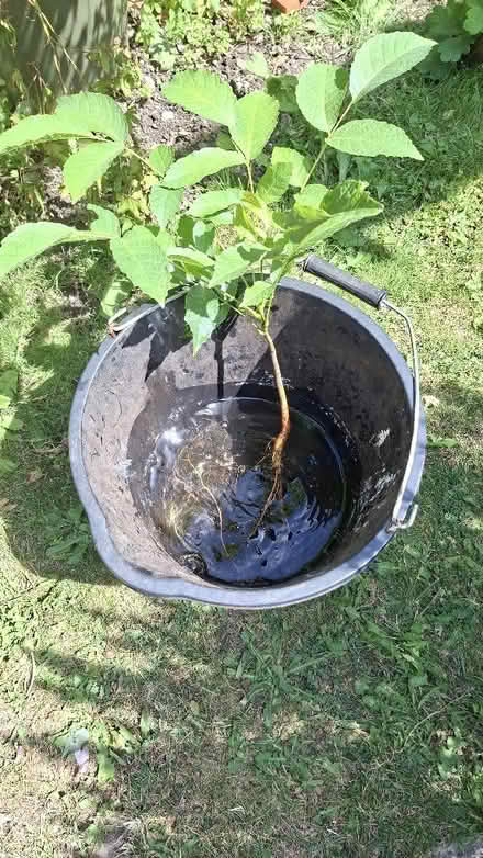 Photo of free Walnut tree sapling (Osney OX2) #1