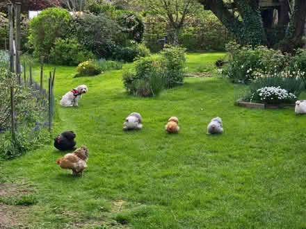 Photo of free Pekin Bantam Hens for rehoming (Barnard's Green WR14) #1