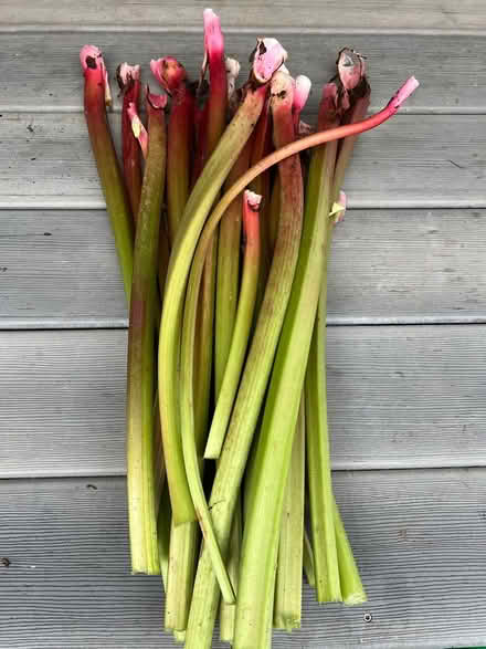 Photo of free fresh rhubarb (Hinchey Rd, Marion Twp) #1