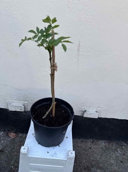 Photo of free Ash tree sapling (Norbury CR7) #1