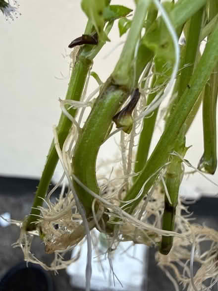 Photo of free Mint cuttings (Norbury CR7) #2