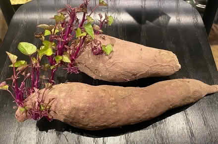 Photo of free Sprouting sweet potatoes for slips (Great Kingshill HP15) #1