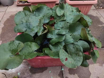 Photo of free Water lily (Longbridge, B31) #1