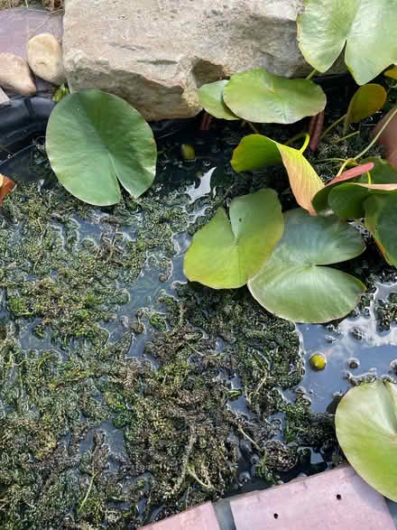Photo of free Pond Weed (Galgate LA2) #1