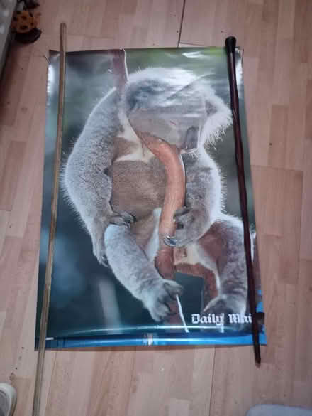 Photo of free 2 large posters; Koala & Dolphins (Edgware HA8) #2