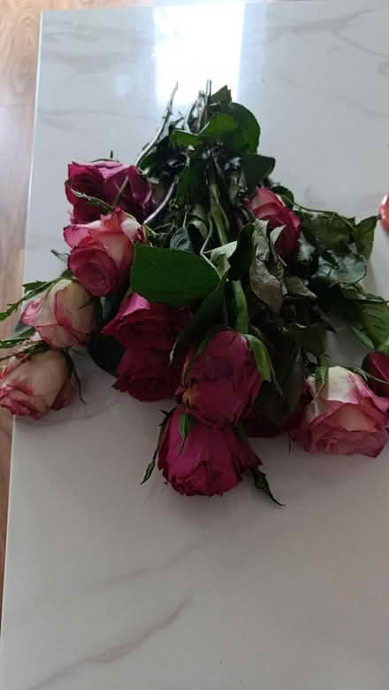 Photo of free flowers (Nw41 by Nw41by) #1