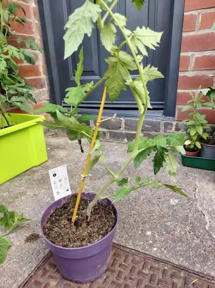 Photo of free Tomato plants (York YO31) #1