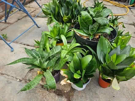 Photo of free House Plants (Street BA16) #2
