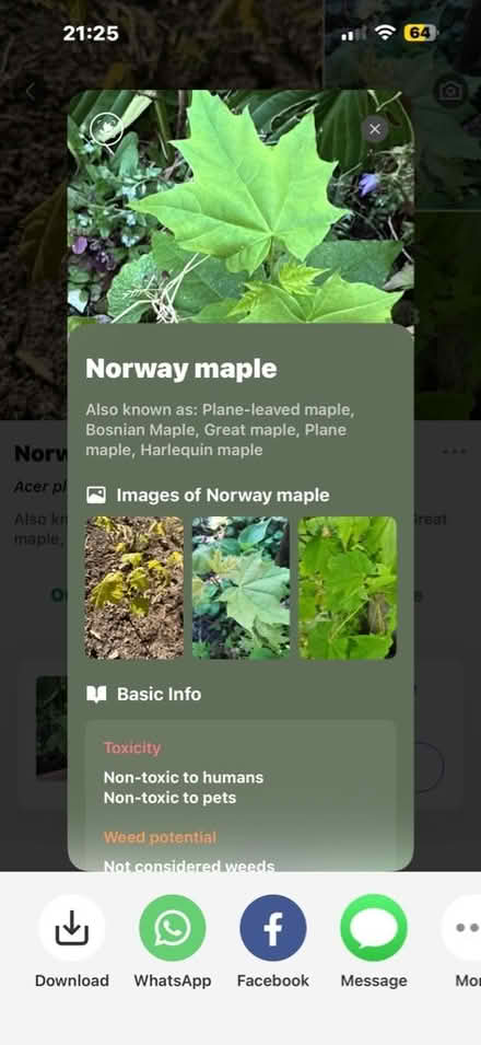 Photo of free 1 Sycamore and 2 Norway Maple self seeded saplings (Knaresborough HG5) #2