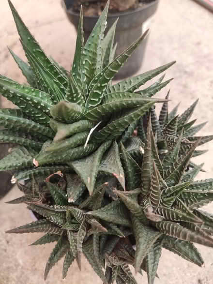 Photo of free 3 house plants (Longbridge, B31) #2