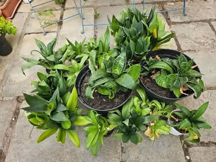 Photo of free House Plants (Street BA16) #4