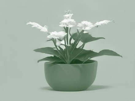 Photo of free mullein plants or leaves (Walton in Gordano BS21) #1