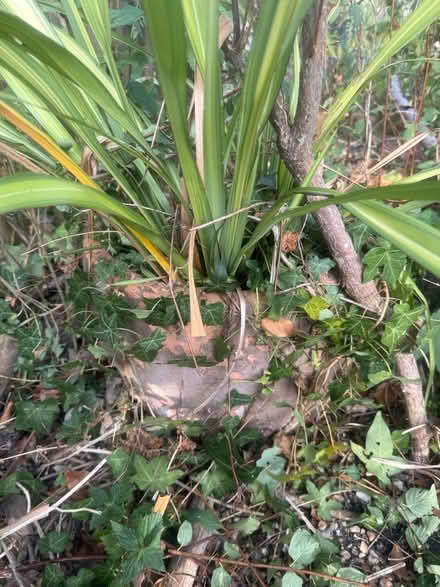 Photo of free 3 Large flower pots 1 w corderline (Lewes Bn7 BN7) #1