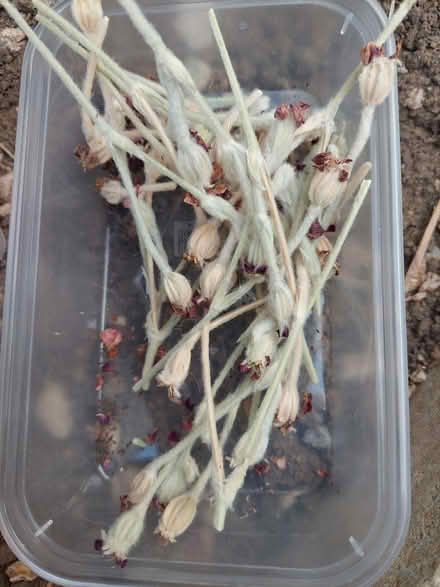 Photo of free Plant seeds/flower rose campion (Laindon) #3