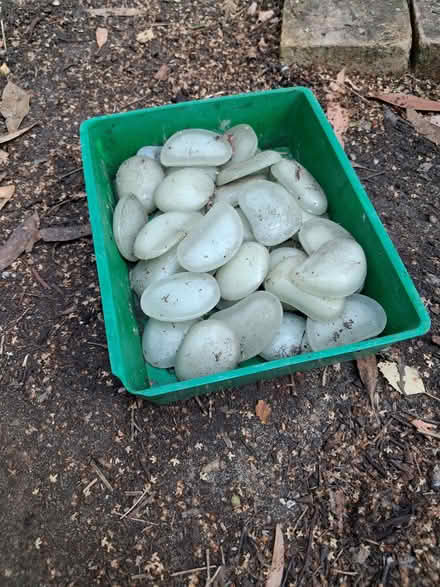 Photo of free Glow in the Dark Pebbles (Thorpe Hamlet NR1) #1