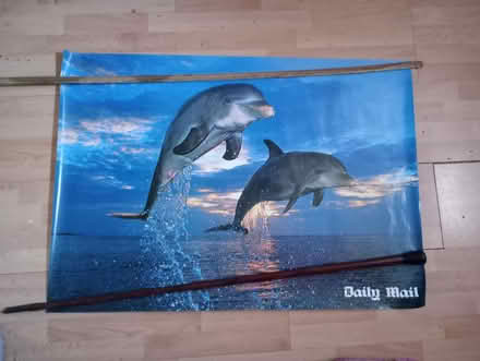 Photo of free 2 large posters; Koala & Dolphins (Edgware HA8) #1