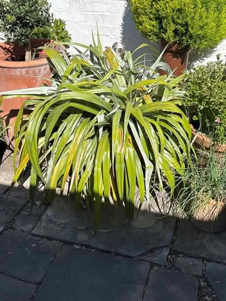 Photo of free Large garden plant (BH23 1HX) #1