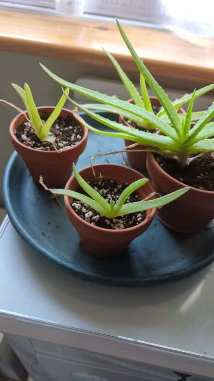 Photo of free Aloe Plants (Easthampstead RG12) #1