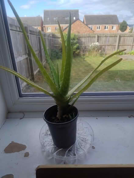 Photo of free Alovera plant (Penrith CA11) #1