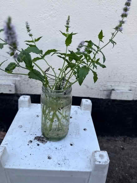 Photo of free Mint cuttings (Norbury CR7) #1