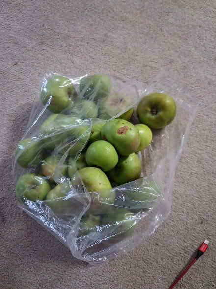 Photo of free Cooking apples wind blown them off (Belmont SM2) #1