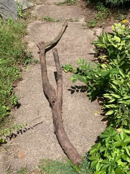Photo of free 6-foot yew tree branch (Petworth/ Park View) #1