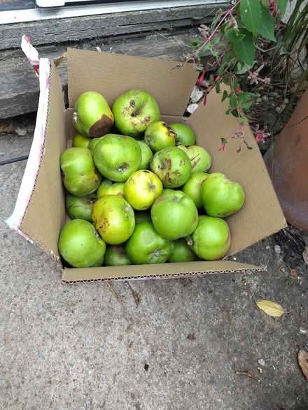Photo of free Bramley cooking apples windfalls (Cricket Road OX4) #1