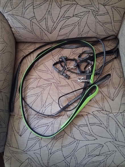 Photo of free Kitten and dog leads (Coxheath ME17) #1