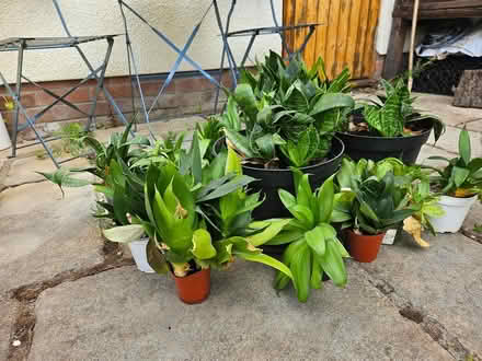 Photo of free House Plants (Street BA16) #3