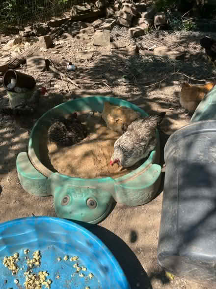 Photo of Plastic Kiddie Pool w Cover (Shepherdstown WV) #1