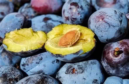 Photo of Italian Prune Plums (Ravenna/Maple Leaf) #1