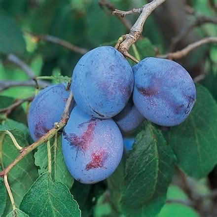 Photo of Italian Prune Plums (Ravenna/Maple Leaf) #2