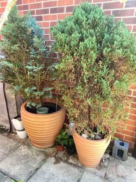 Photo of free a pot grown fir trees (L7) #1