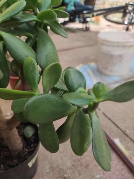 Photo of free 3 house plants (Longbridge, B31) #4