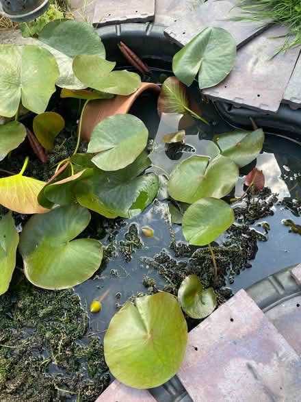 Photo of free Pond Weed (Galgate LA2) #2