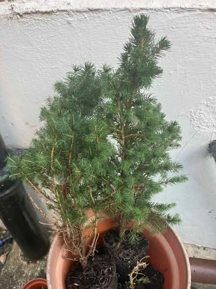 Photo of free 2 small real Christmas trees (Bletchley MK2) #1