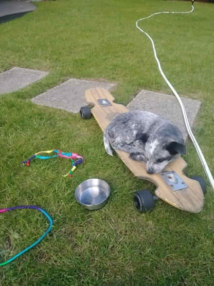 Photo of Foster longboards (Edmonds) #4
