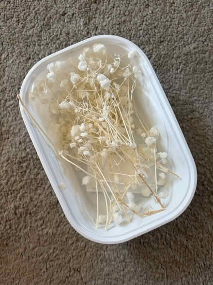 Photo of free Baby’s breath flowers (Nettlestead Green ME18) #1