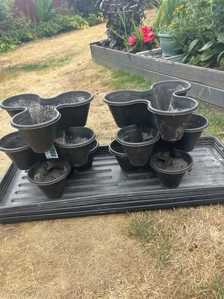 Photo of free Seed trays (Gobowen SY11) #1