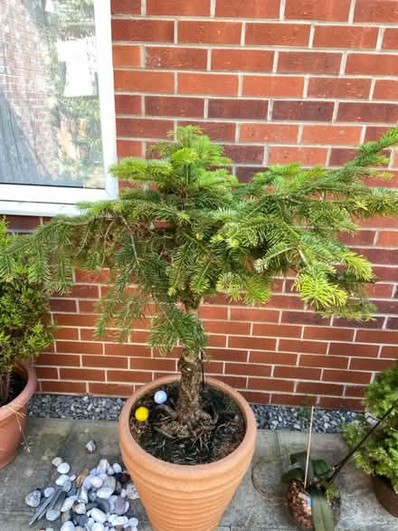 Photo of free a pot grown fir trees (L7) #2