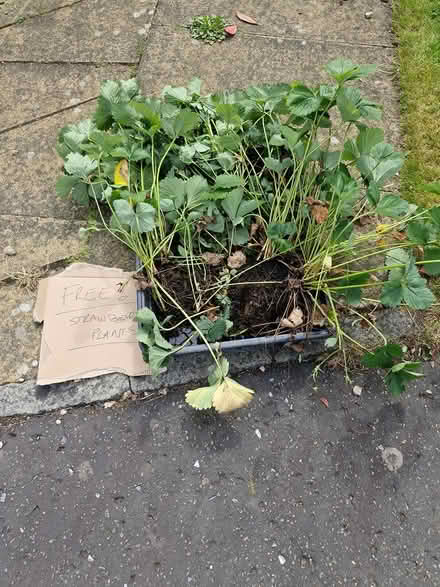 Photo of free Strawberry plants and runners (Cornton FK9) #1