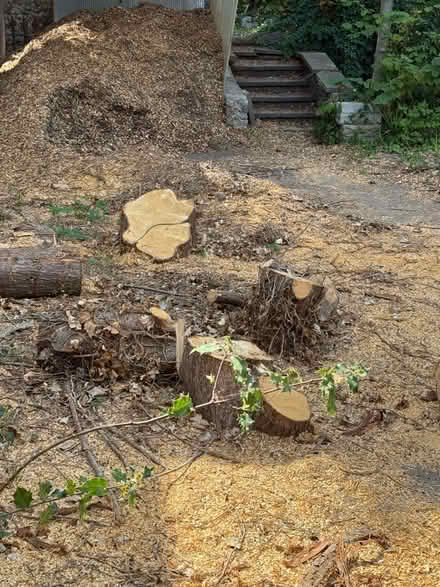 Photo of free Wood chip and logs (Eastbourne BN21) #4