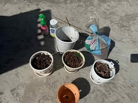 Photo of free Orchid pots and accessories (Sunnyvale Cherry Chase) #1