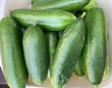 Photo of free Freshly picked cucumbers (GMV SE10) #1